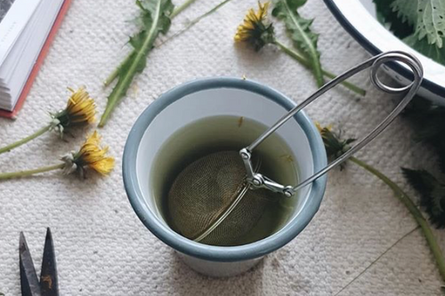 A Guide to Gathering Wild Edibles From Your Doorstep.