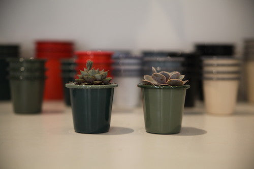How to... plant Cacti Falcon Planters.