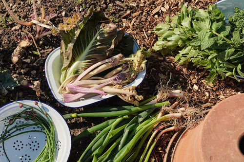 Start a Kitchen Garden.